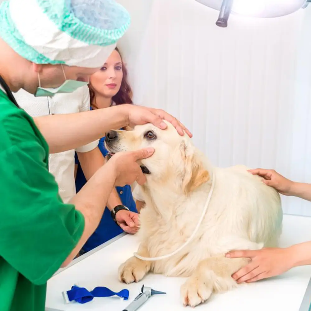 afkit-n0mta Feline ParvovirusAg Rapid test -FPV